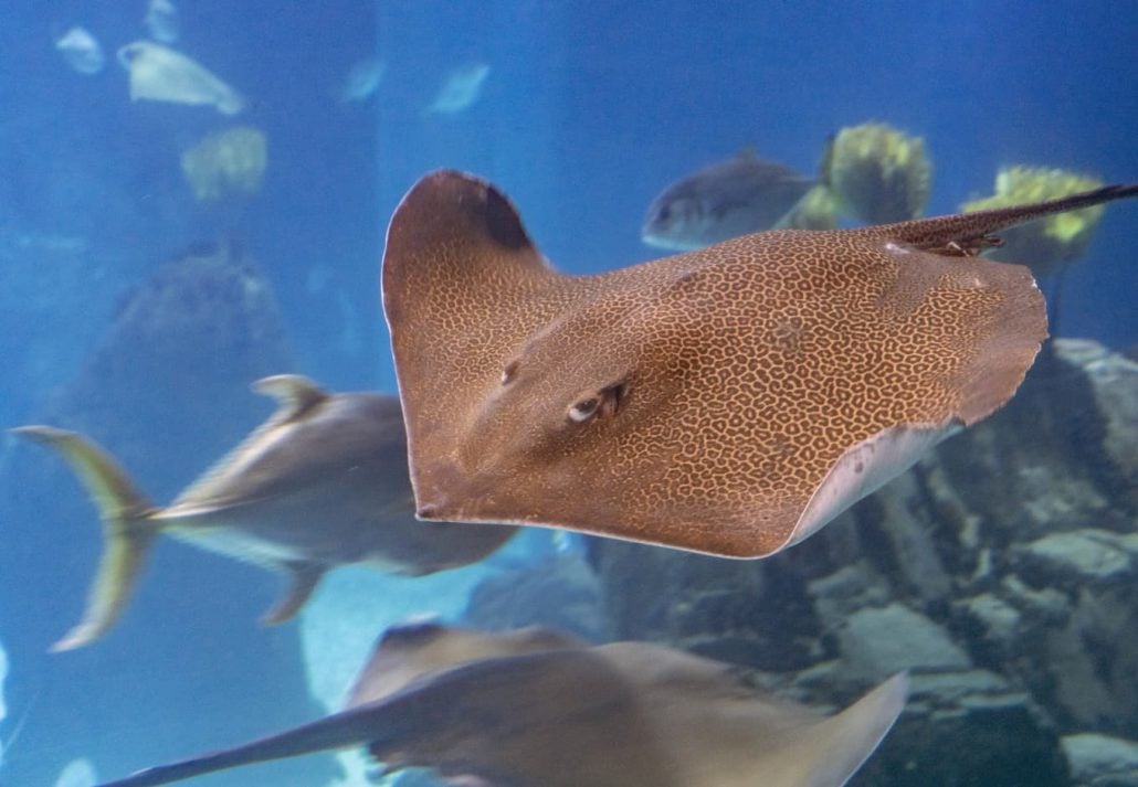 Dubai Aquarium & Underwater Zoo - Ray Encounter