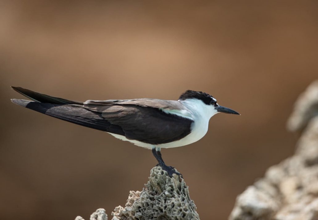 Farasan Island Avian