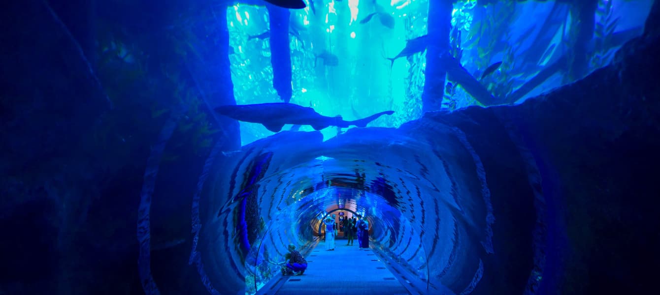 The Best Hotels Near Dubai Aquarium & Underwater Zoo