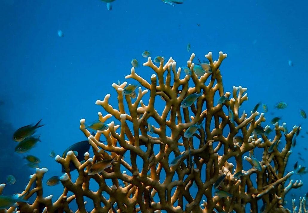 Red Sea Coral Reefs