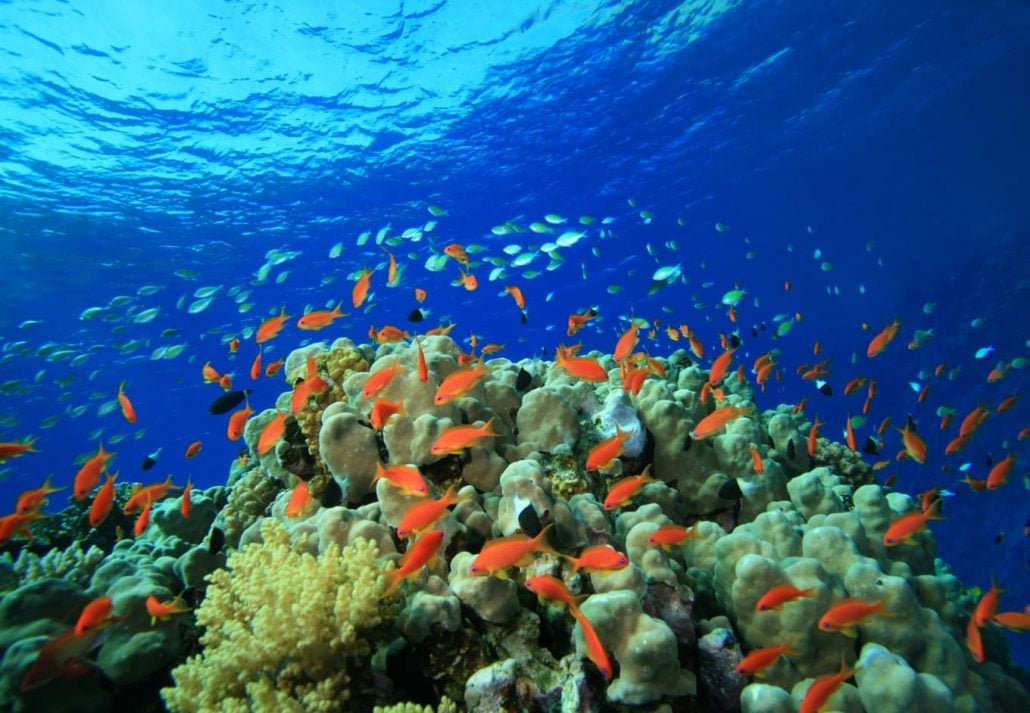Red Sea Coral Reefs – Understanding Its Rich Biodiversity
