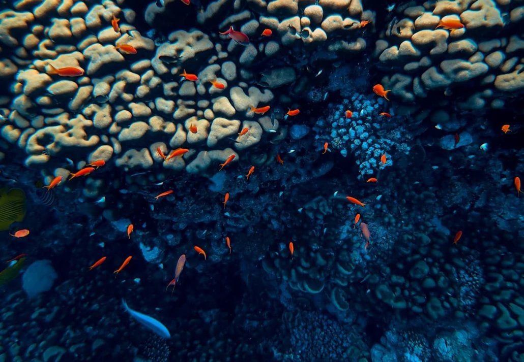 Red Sea Coral Reefs