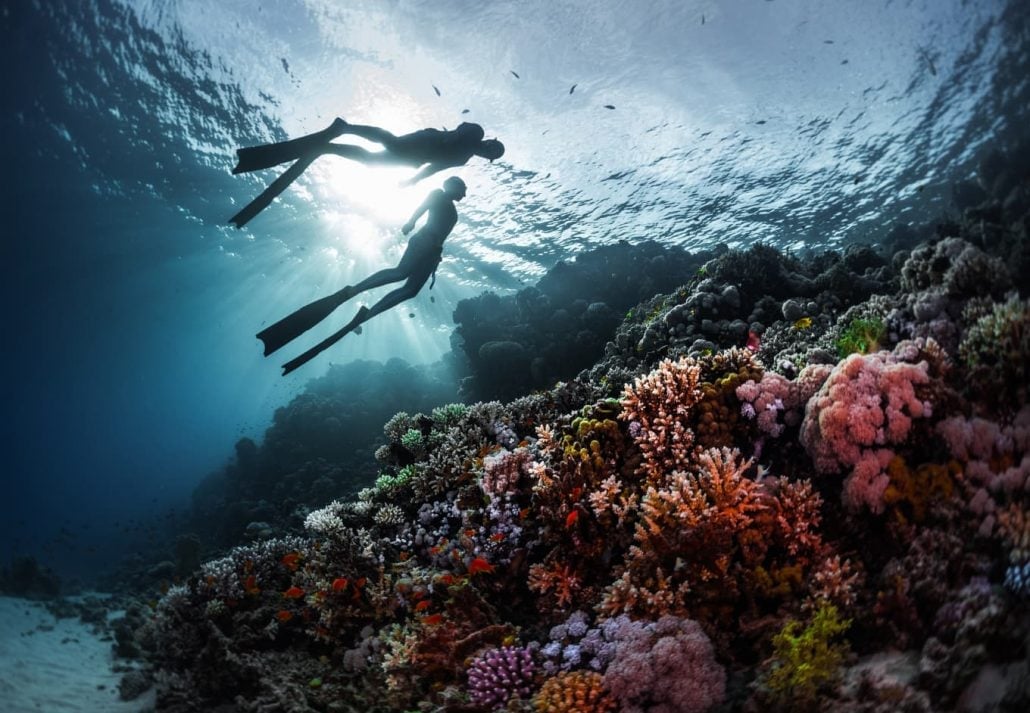 Red Sea Coral Reefs - Diving