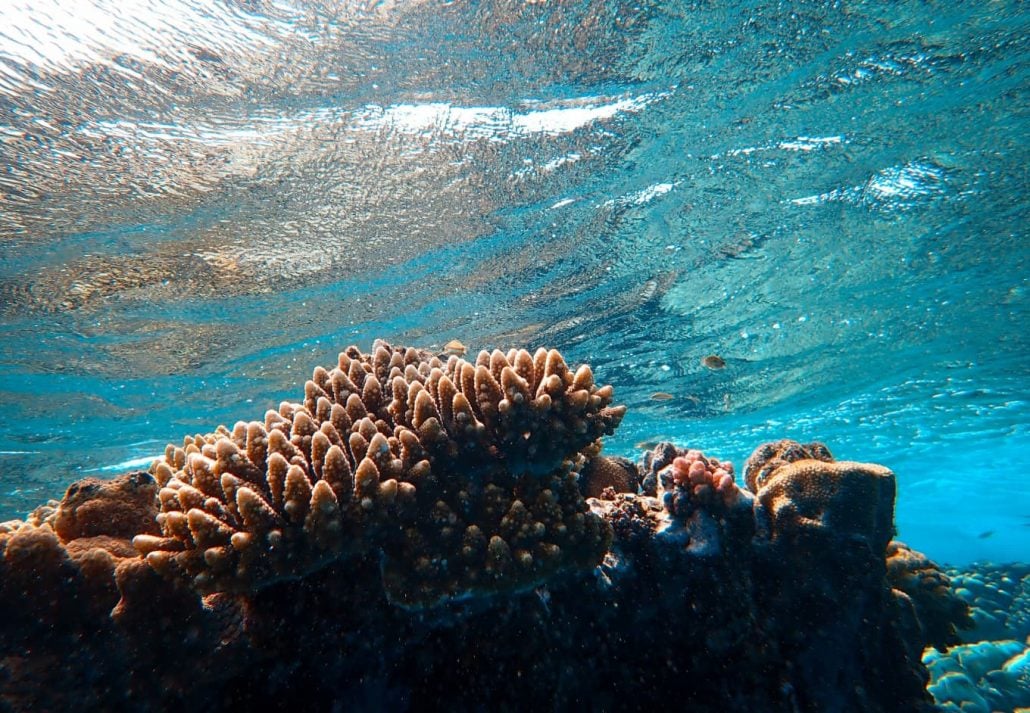 Red Sea Coral Reefs - Heat Resilient