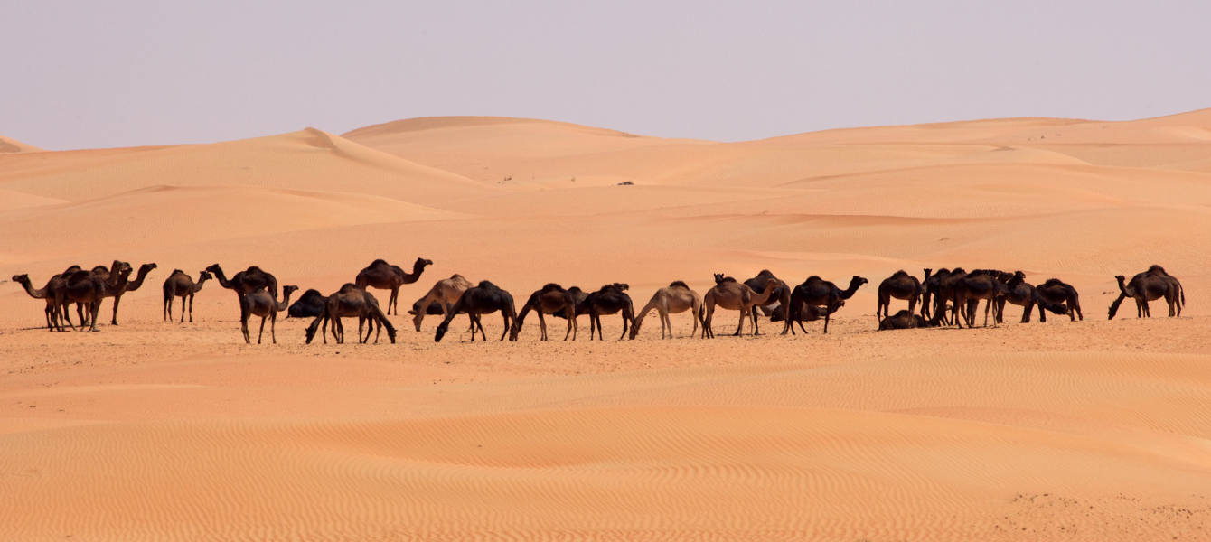 The Empty Quarter Desert, Rub al Khali: Everything You Need To Know