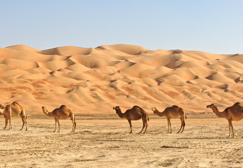 The Largest Southern Desert in the World Offers a Lot
