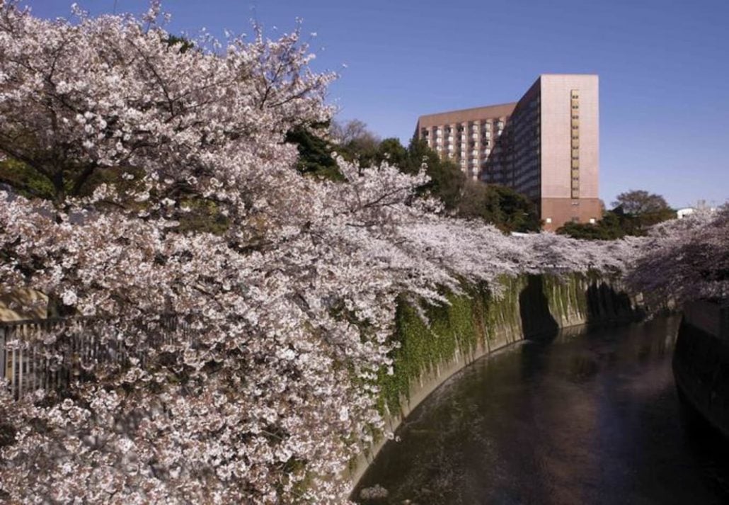 Cherry Blossoms In Tokyo - Hotel Chinzanso Tokyo