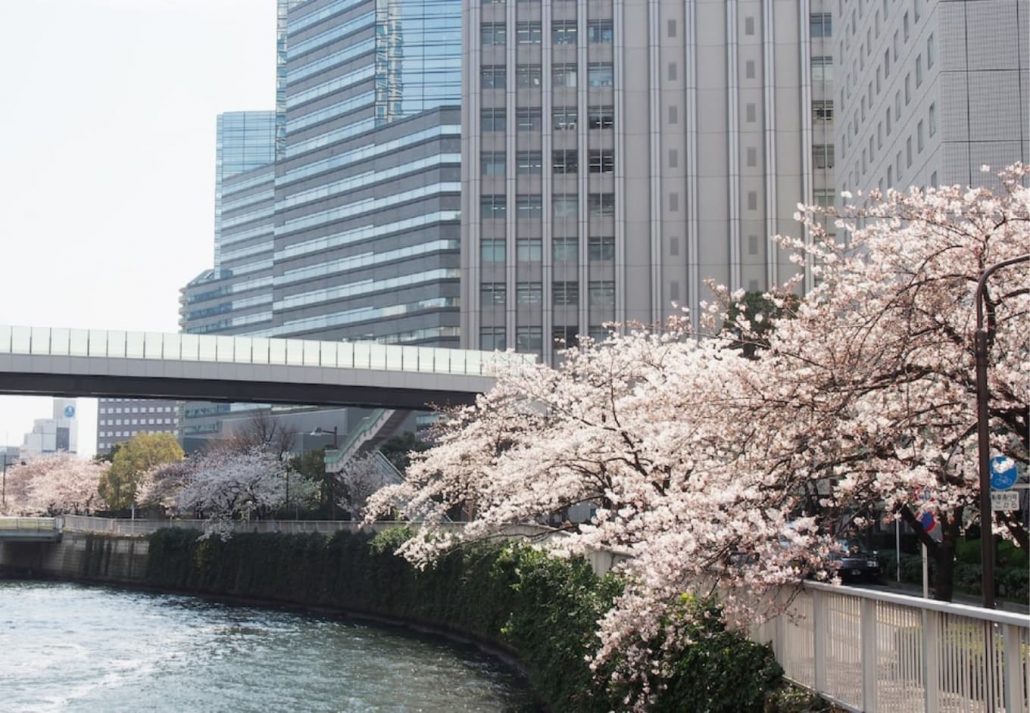 Cherry Blossoms In Tokyo: New Otani Inn Tokyo