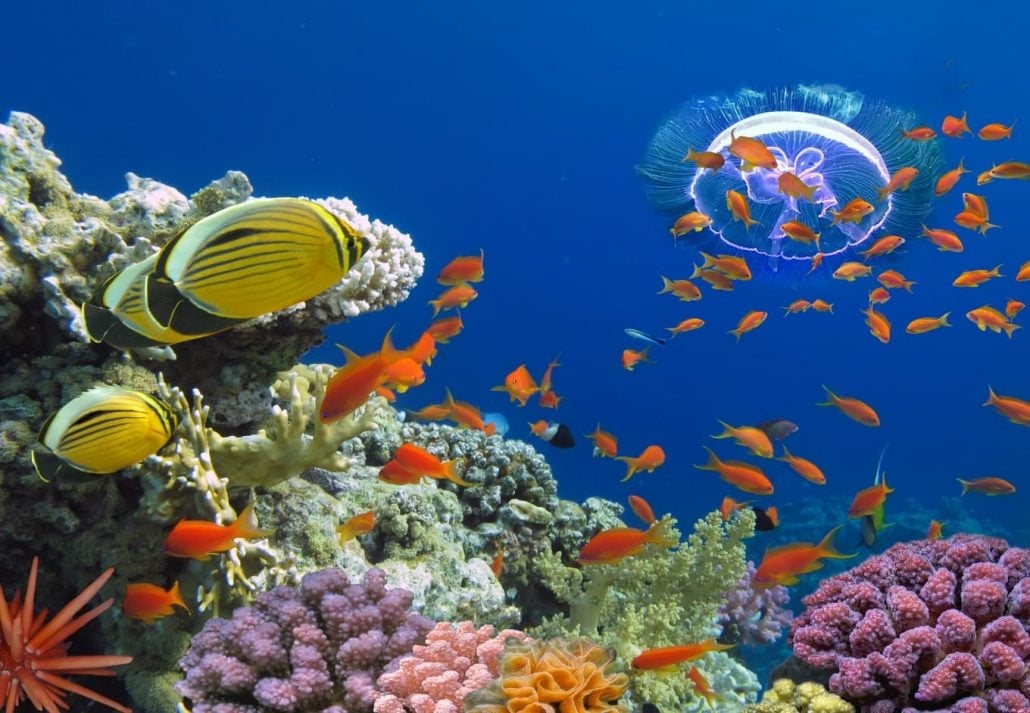 Snorkeling, Umluj Beach