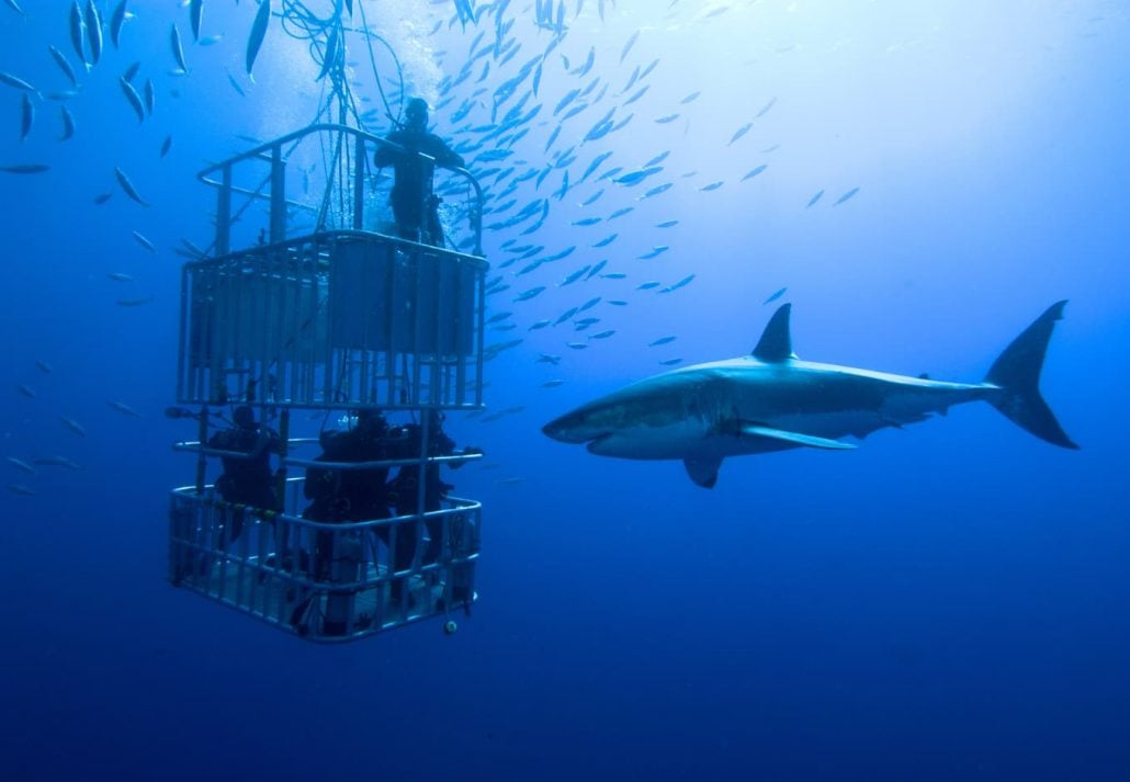 Adventure sports in Dubai - Shark Diving