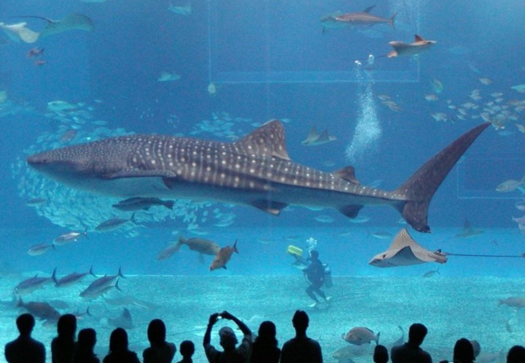 About Fakieh Aquarium Of Jeddah