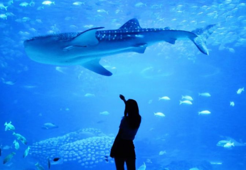 Fakieh Aquarium’s Sharks and Penguins