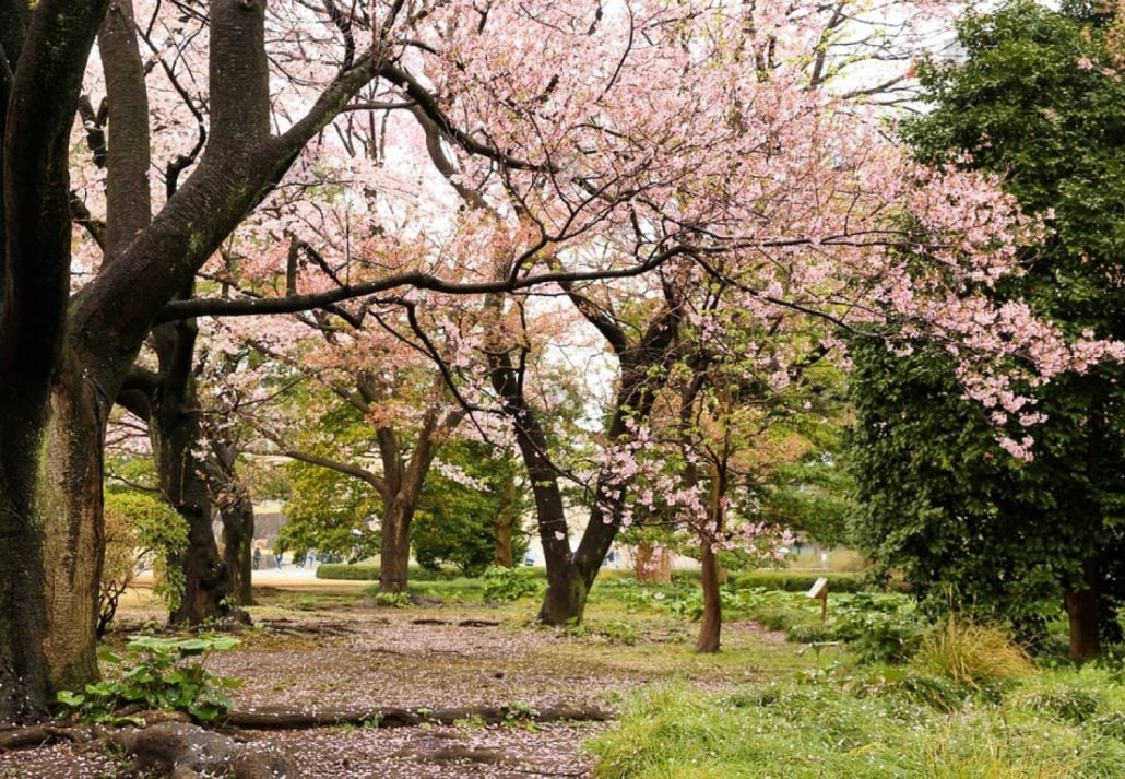 Cherry Blossoms In Tokyo: Imperial East Gardens