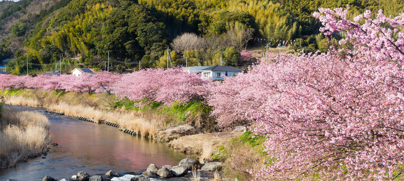 Best Cherry Blossom Hotels in Japan for 2025 – Book Now!