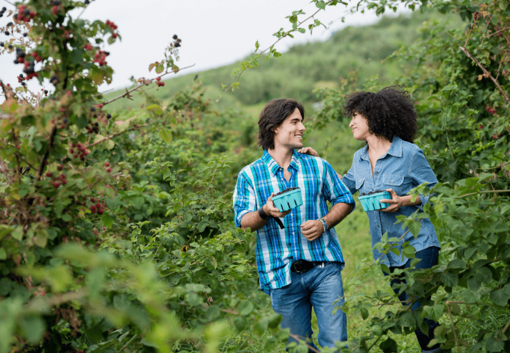 picking-blackberry-fruits-on-an-organic-farm