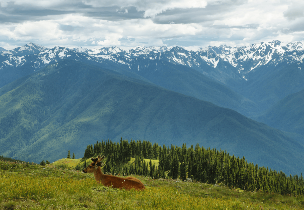 Hurricane Ridge of Olympic National Park, WA, USA