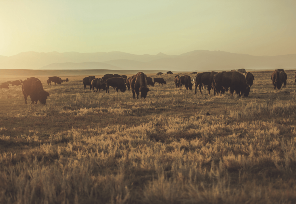 Photography of American Bison Herd at the Antelope Island State Park 