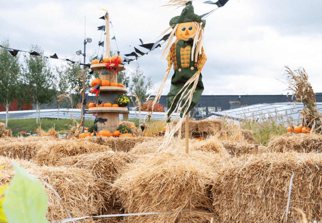 pumpkin patch at haunted hayride