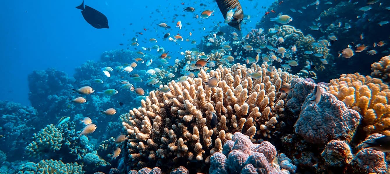 Red Sea Coral Reefs – Understanding Its Rich Biodiversity