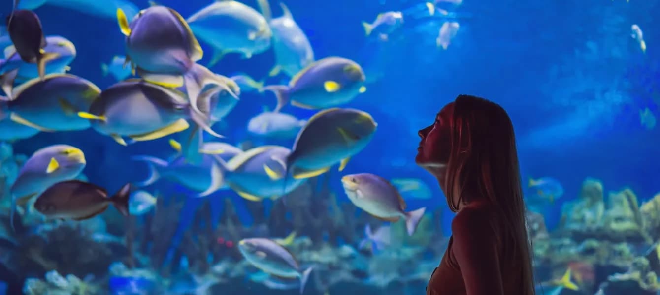 Exploring the Depths of the Dubai Aquarium & Underwater Zoo