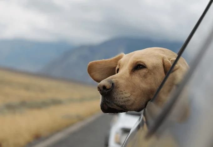 The Best Dog-Friendly Destinations In The UK