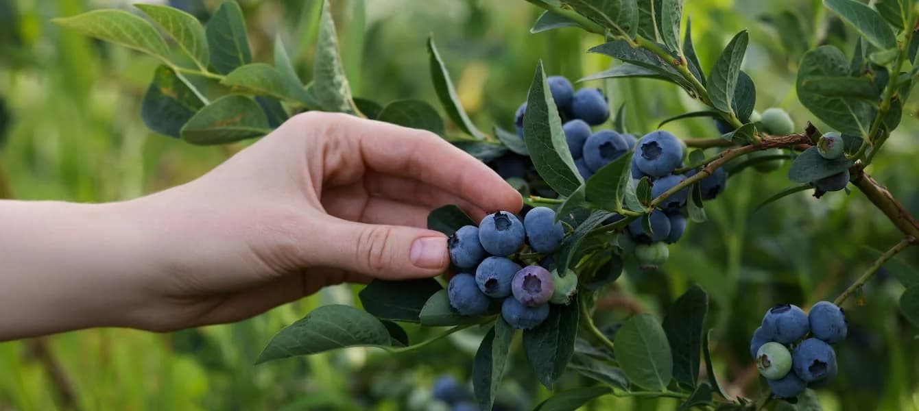 Blueberry Picking In Florida - Everything You Need To Know
