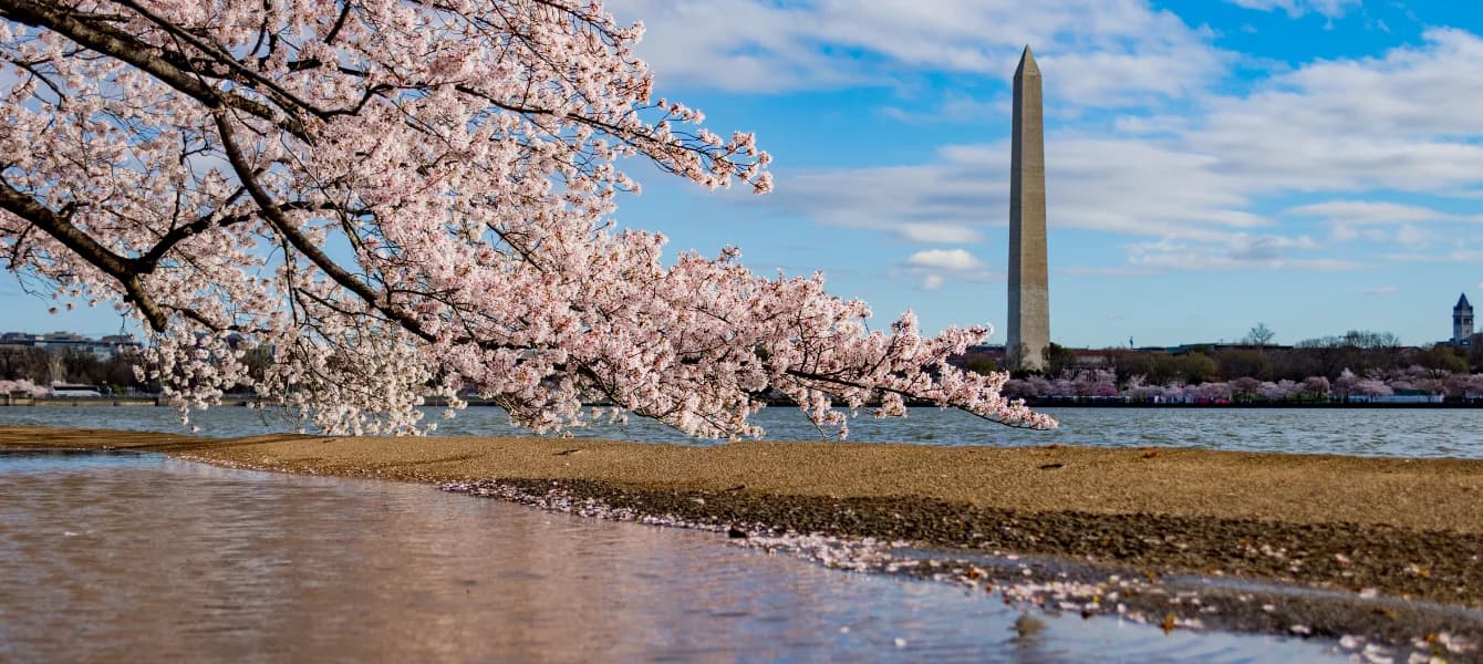 Best Secret Cherry Blossom Viewing Spots in the US You Need to Visit This Spring