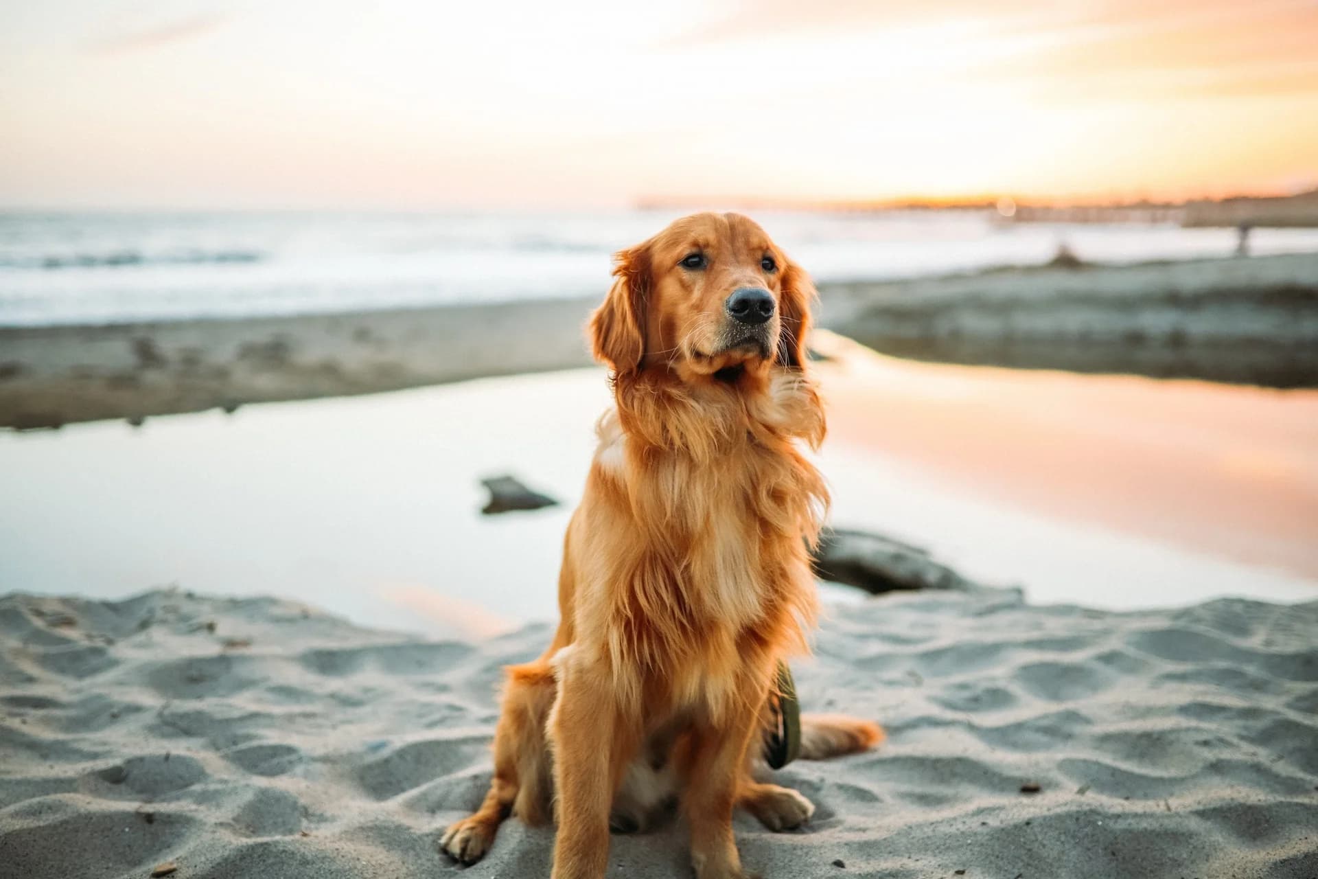 The Ultimate Guide For Pet-Friendly Holidays in Florida