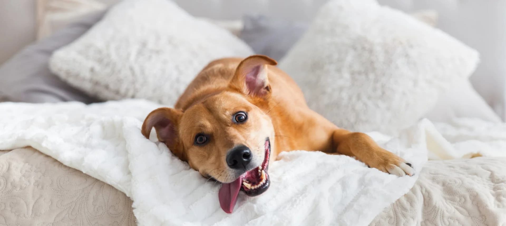 The 9 Best Pet-Friendly Hotels In Orlando, Florida